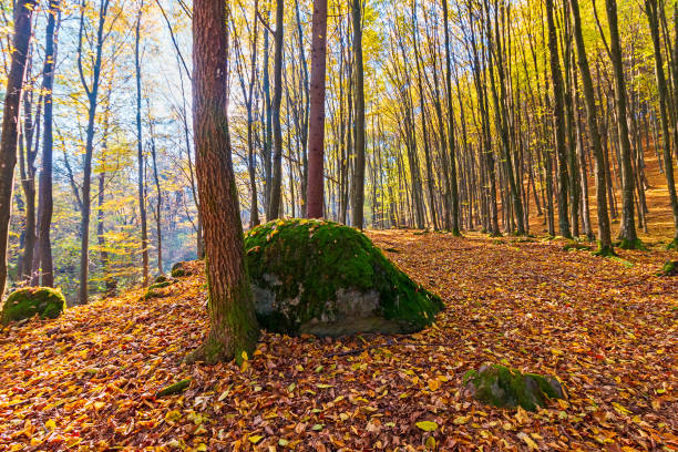 sunny autumn scenery in the forest. beech trees in colorful foliage. ground covered with fallen leaves. seasonal change of nature. october morning