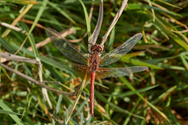 istock Dragonfly sits on the grass and rests by the riverbank. 2177108766