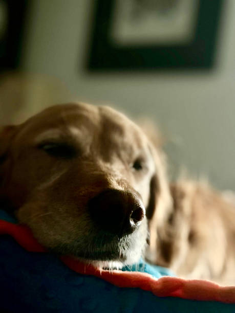 istock Golden Retriever Sleeping Peacefully Portrait 2177108845