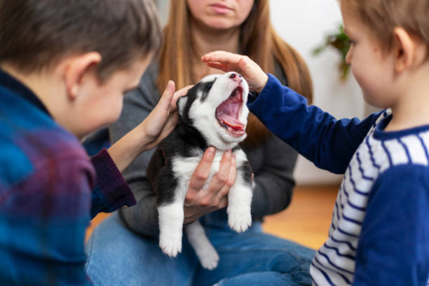 istock Children petting a yawning husky puppy 2177110175