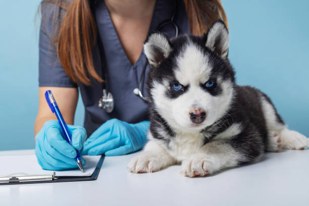 istock Siberian Husky puppy at veterinary check-up 2177110210