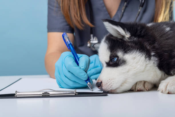 istock Veterinarian writing with puppy nearby 2177110216