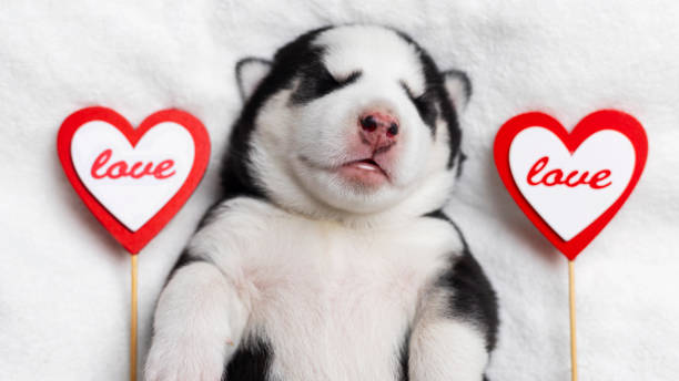 istock Sleeping husky puppy with love heart decorations 2177110223