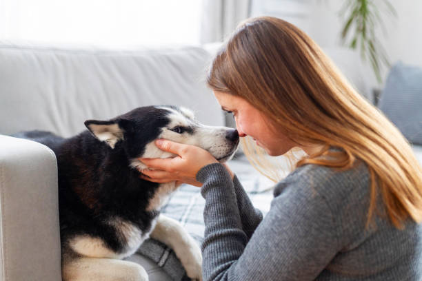 istock Woman touching noses with husky dog on sofa. 2177110346