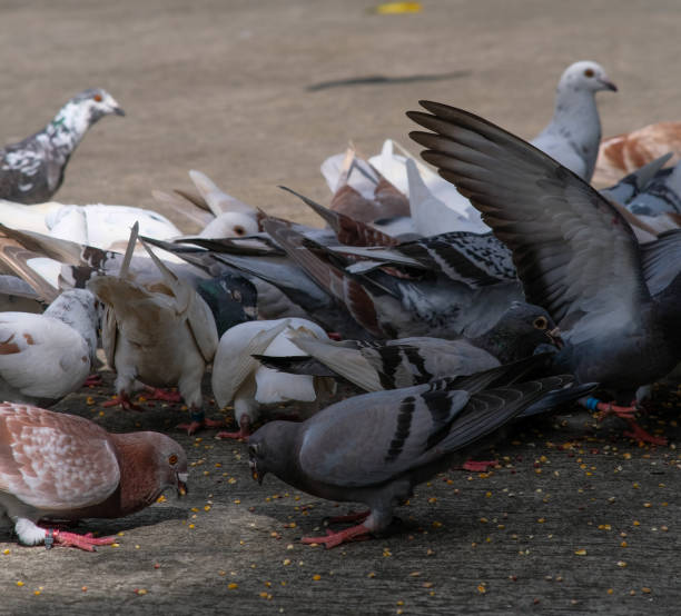istock A flock of pigeons eating corn. 2177111160