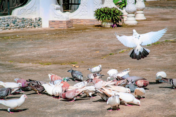 A flock of pigeons eating corn.