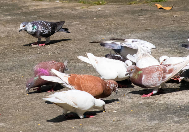 istock A flock of pigeons eating corn. 2177111226