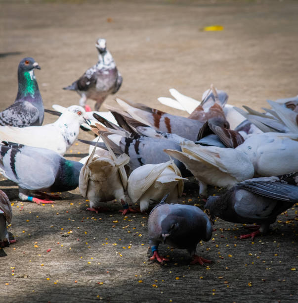istock A flock of pigeons eating corn. 2177111397
