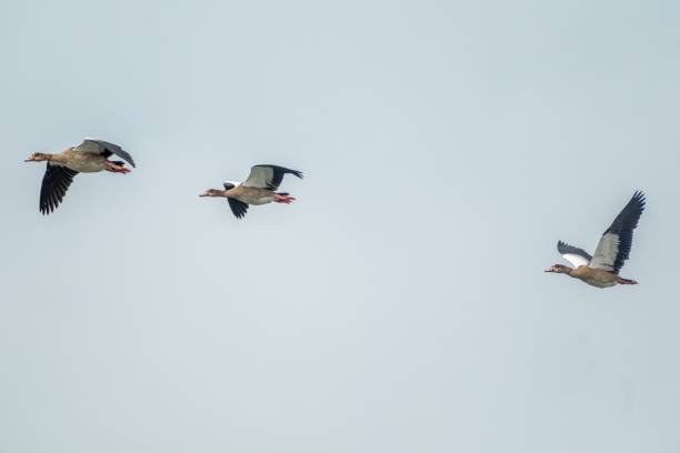 istock canada geese fly over the sea 2177112444