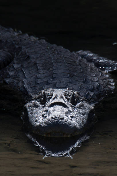 A crocodile is swimming in the water with its mouth open. The image has a dark and moody atmosphere
