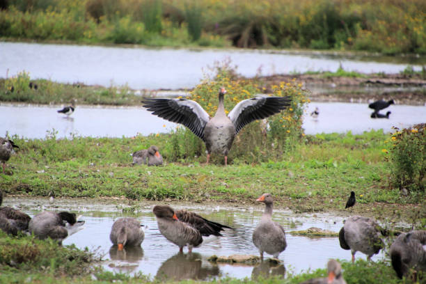 istock A view of a Greylag Goose 2177113542