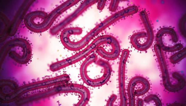 istock Marburg Virus Disease 2177113554