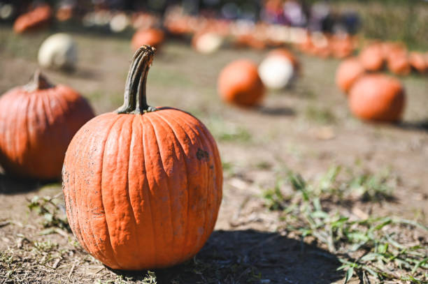 istock Close up of a ripe pumpkin on a pumpkins patch. 2177114190
