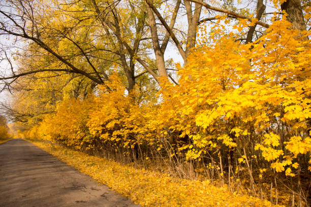 Beautiful, bright, autumn landscape along an empty country road