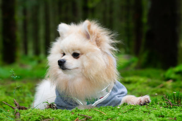 istock A small, fluffy, beautiful Pomeranian Spitz in the forest. 2177115306