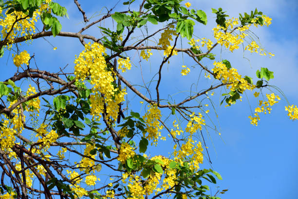 Castries, Saint Lucia, West Indies: in the Caribbean, Cassia fistula, or the golden shower tree, is widely appreciated for its ornamental value, with its bright yellow, cascading flowers often used to beautify public spaces and gardens. Though native to the Indian subcontinent, it thrives in the region's tropical climate and has adapted well to Caribbean soils. The tree can grow up to 10-20 meters and typically blooms during the dry season, providing a stunning visual contrast against the landscape. In addition to its decorative use, Cassia fistula in the Caribbean is occasionally used in traditional remedies, particularly for its mild laxative properties derived from its seed pods