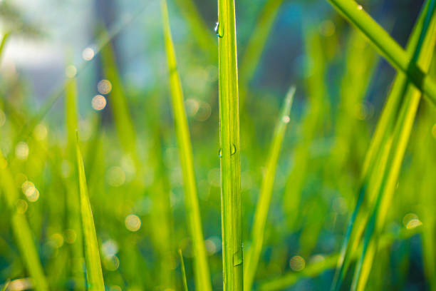 istock Morning grass background with shining dew drops macro shot during sunrise 2177116426