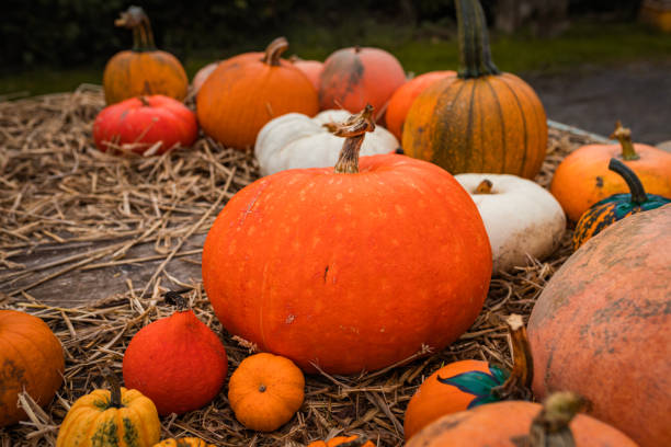 istock Variety of Colorful Pumpkins and Squashes in a Rustic Setting 2177117268