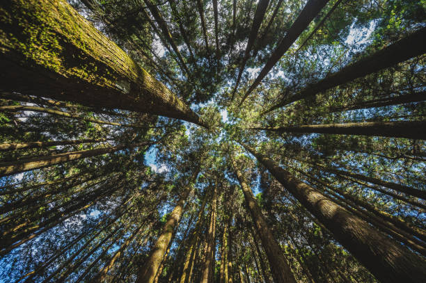 istock where the majestic pine trees stand tall, seen from a unique worm's-eye view. 2177117544