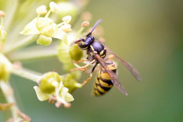 istock Common wasp insect feeding on an ivy flower head 2177118527