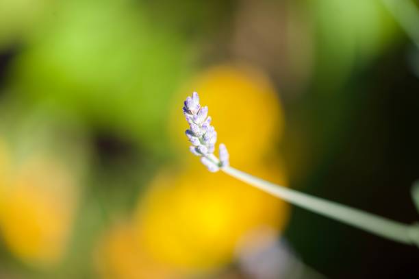Purple single lavender flower stem against a yellow background