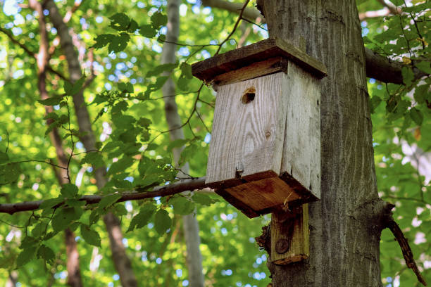 istock Old wooden birdhouse on a  tree 2177119543