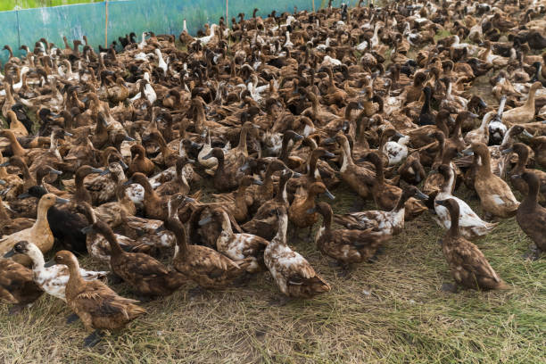 Large group of indian runner ducks walking gracefully in a lush farm field, adding wildlife charm to the rural landscape