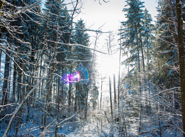 Winter forest. Snowy countryside and forest in winter.