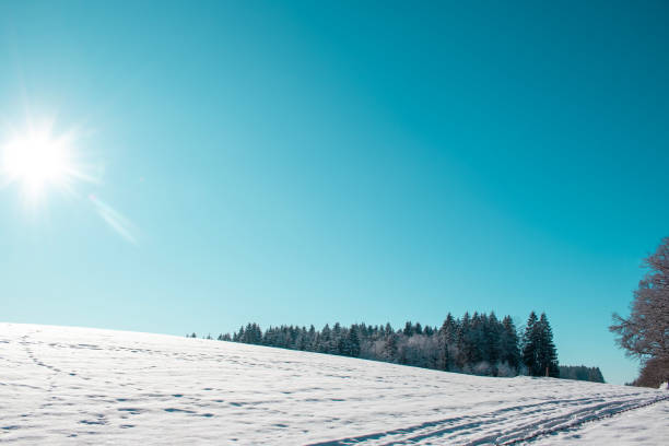 istock Winter forest. Snowy countryside and forest in winter 2177122363