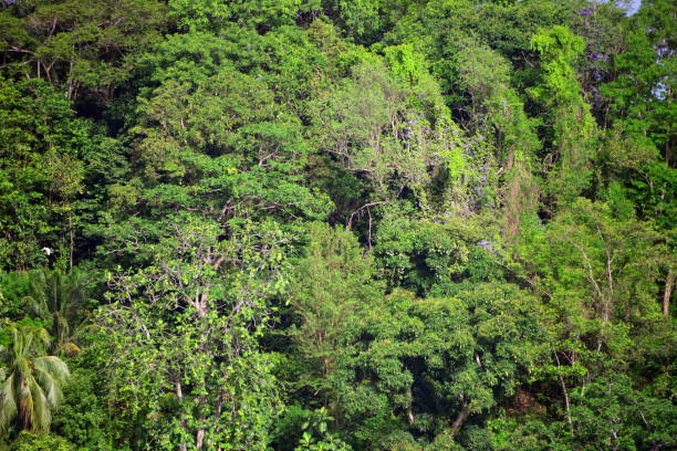 Gros Isle district, Saint Lucia, West Indies: Saint Lucia's tropical rainforest is a lush and biodiverse ecosystem that plays a crucial role in the island's ecology. These forests are characterized by high annual rainfall, dense vegetation, and a multi-layered canopy structure. They are home to a rich variety of plant and animal species, including the Saint Lucia parrot (Amazona versicolor), the island's national bird and an endangered species. The rainforest provides essential ecosystem services such as water regulation, soil conservation, and carbon sequestration. It also contains important watersheds that supply much of the island's freshwater.