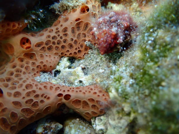 istock Crater sponge or honeycomb sponge (Hemimycale columella) close-up undersea 2177122776