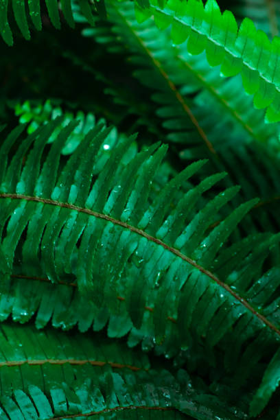 istock Botanical Garden. Wallpaper. 2177122974