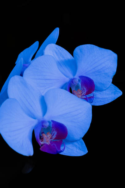 istock Three blooming blue orchid flowers isolated on black background 2177123124