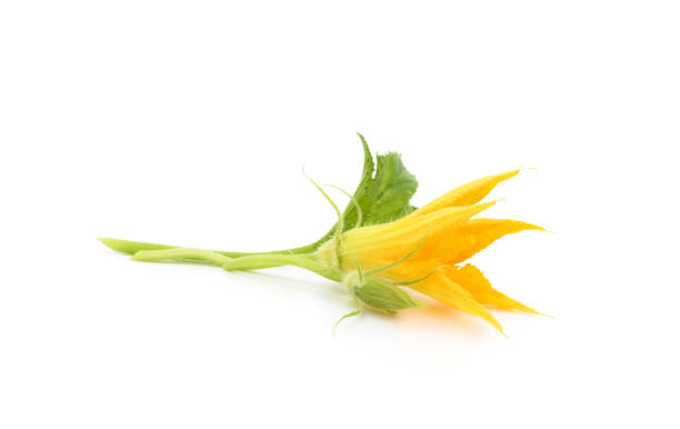 Yellow pumpkin flower isolated on a white background.