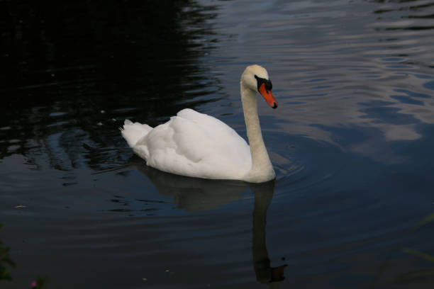 istock A view of a Mute Swan 2177124365