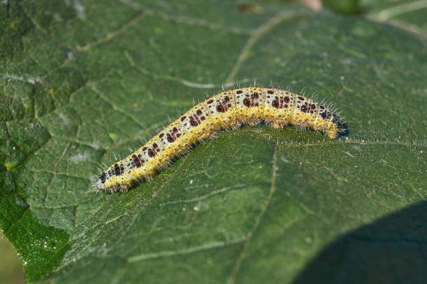 istock Caterpillar cabbage white butterfly on a green leaf close-up. 2177126356