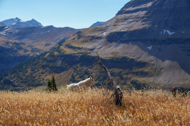 Mountain goat on mountain ridge below glacier, Columbia Icefields, Jasper NP