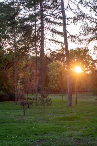 istock tree in the public park on a sunset nature photo 2177132425
