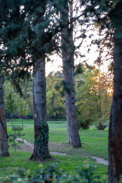 istock tree in the public park on a sunset nature photo 2177132464