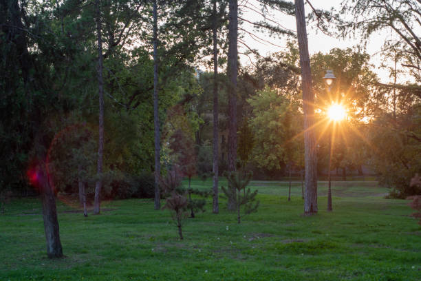 istock tree in the public park on a sunset nature photo 2177132465