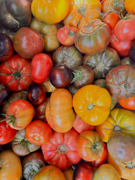 istock Colorful Tomato Harvest 2177133858