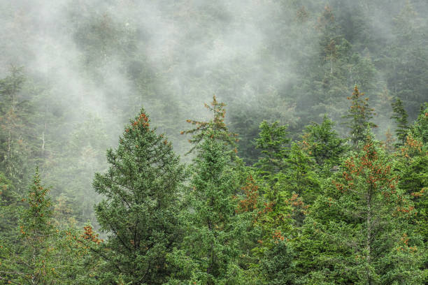 istock Mist and fog over a green boreal pine forest trees in Alaska. 2177140780