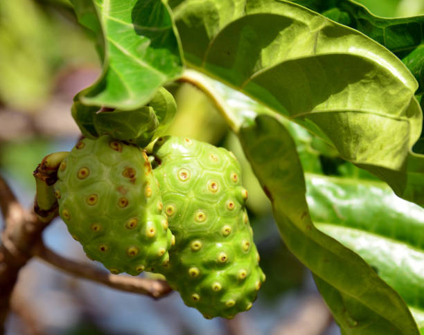 Castries, Saint Lucia, West Indies: Noni trees are native to Southeast Asia and Australasia but are now cultivated in many tropical regions worldwide. The fruit, with a bumpy surface covered in small, polygonal sections, is known for its strong, pungent odor when ripe and has been used in traditional medicine in various cultures. Despite its strong smell, which has led to nicknames like \