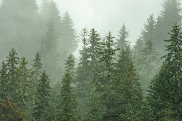 istock Mist and fog over a green boreal pine forest trees in Alaska. 2177142234