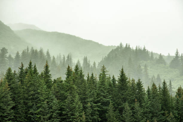 istock Mist and fog over a green boreal pine forest trees in Alaska. 2177142461
