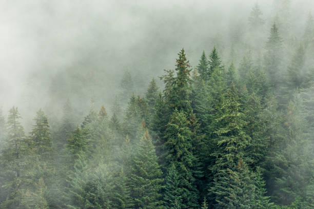 istock Mist and fog over a green boreal pine forest trees in Alaska. 2177142531
