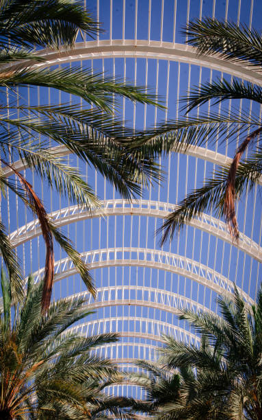 istock Palm trees against blue sky - stock photo 2177143816