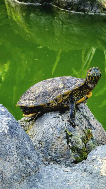 istock Red-Eared Slider Turtle Basking on Rock in Green Water 2177144243