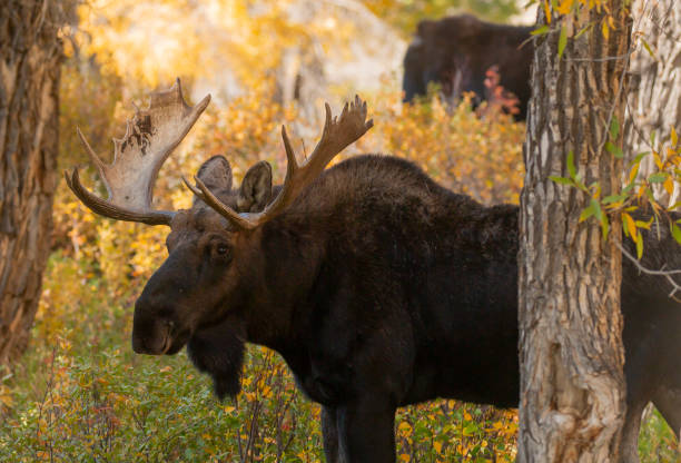 istock Bull Moose in Wyoming in Autumn 2177147088