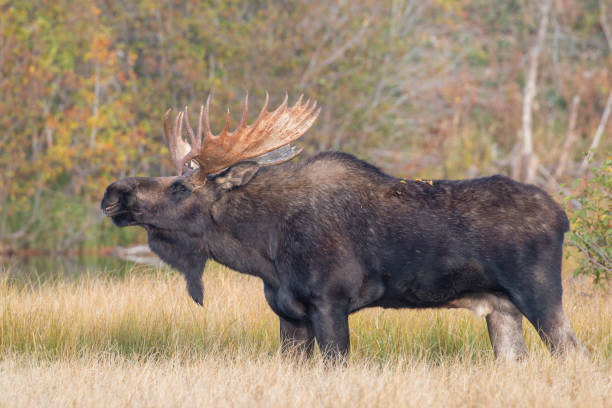 Shiras' Bull Moose in Eastern Idaho.